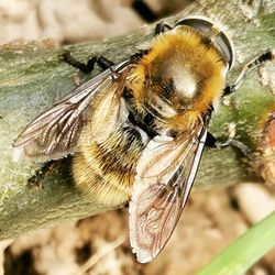 Close-up of bee pollinating flower