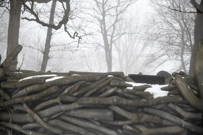 View of bare trees in forest during winter
