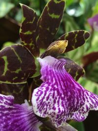 Close-up of purple flowers