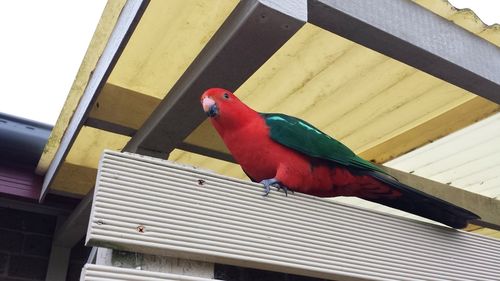 Low angle view of parrot perching