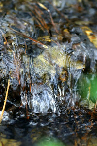 Close-up of turtle in lake