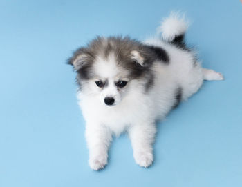 Portrait of white puppy against blue background