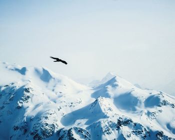 Bird flying over mountains against sky