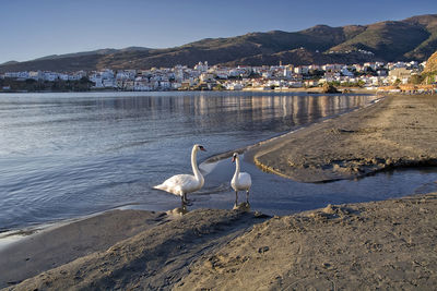 Swans perching on shore against sea at beach