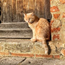 Cat sitting on wall