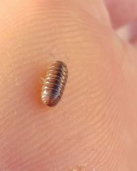 Close-up of hand feeding