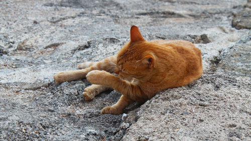 A cat is licking it's leg