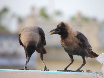 Close-up of birds perching