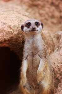Portrait of lion standing on rock