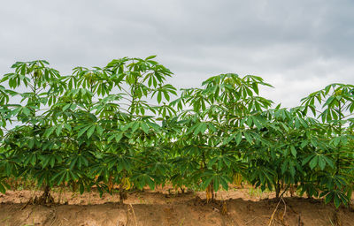 Plants growing on field against sky
