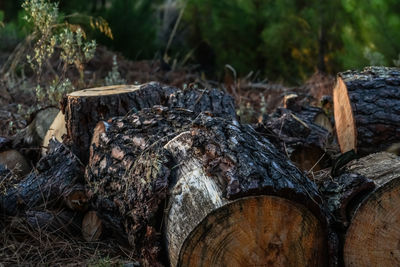 Close-up of logs in forest