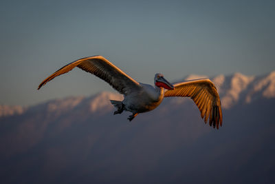 Low angle view of bird flying against sky during sunset