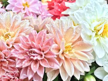 Full frame shot of pink dahlia flowers