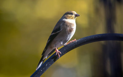 A north american finch poses regally against a golden fall back ground