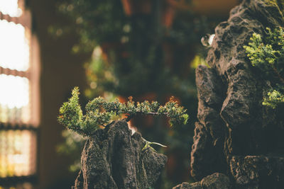 Close-up of tree trunk