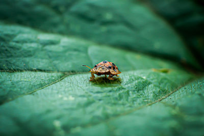 Close-up of insect on leaf