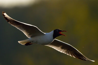 Close-up of bird flying