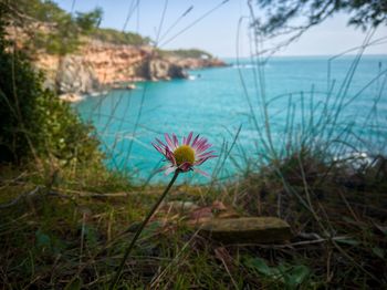 Close-up of flowering plants by sea against sky