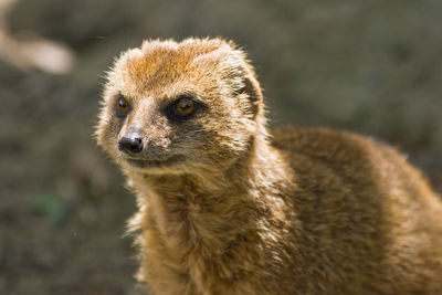 Close-up of meerkat