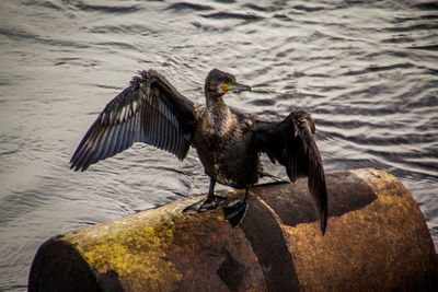 Close-up of bird flying over lake