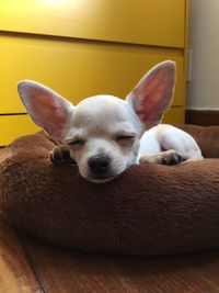 Portrait of dog relaxing at home