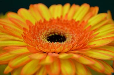 Close-up of orange flower blooming outdoors