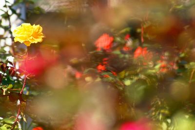 Flowers blooming at park