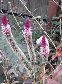 Close-up of pink flowering plants on field