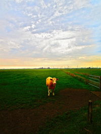 Horse in a field