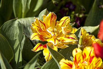 Close-up of yellow flowering plant