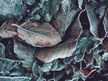 Full frame shot of frozen plant