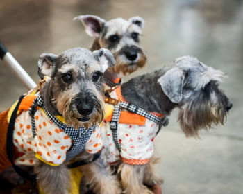 Close-up portrait of dogs