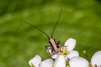 Close-up of insect on flower