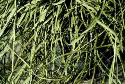 Full frame shot of bamboo plants on field