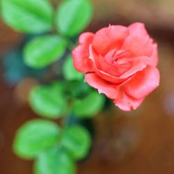 Close-up of pink flower