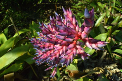 Close-up of flowers blooming outdoors