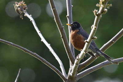 Close-up of bird perching on branch