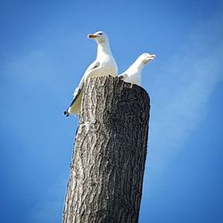 Low angle view of seagull perching on wooden post