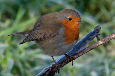 Close-up of bird perching on branch
