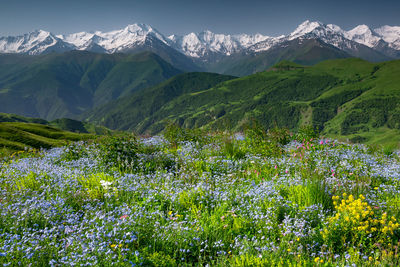 Scenic view of flowering plants and mountains against sky