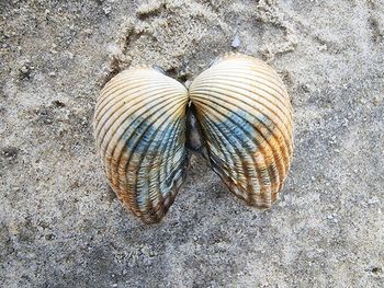 shell