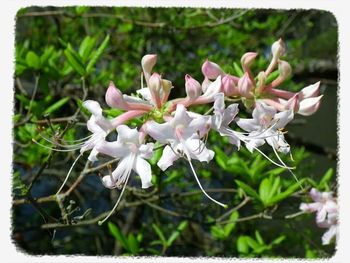 Close-up of white flowers