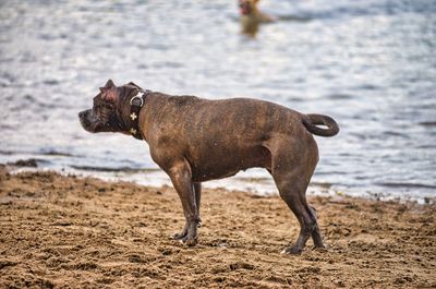 Dog standing on beach