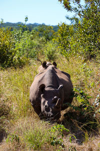 Black rhino mother charging to defend baby