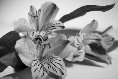 Close-up of flowers