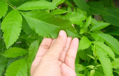 Close-up of hand touching leaves