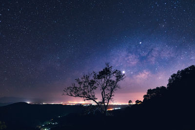 Silhouette trees against starry sky at night