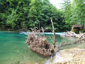 Scenic view of lake in forest