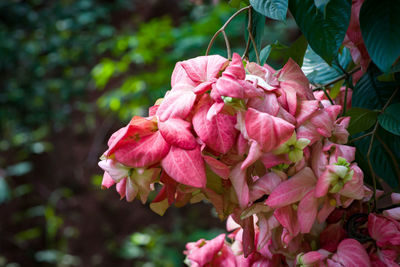 Close-up of pink rose flower