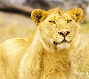 Portrait of a lion